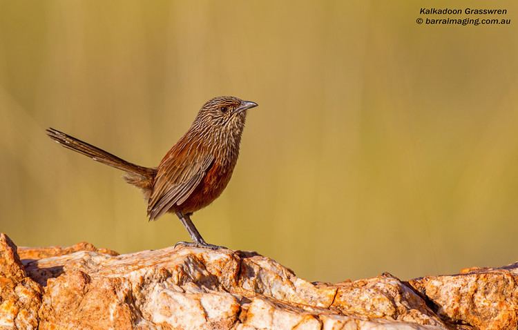 Kalkadoon grasswren Kalkadoon Grasswren Amytornis ballarae Barraimaging