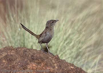 Kalkadoon grasswren Kalkadoon Grasswren Australian Birds photographs by Graeme Chapman