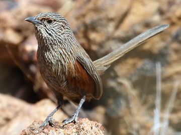 Kalkadoon grasswren birdlifenqorgimageskalkadoongrasswren81205jpg