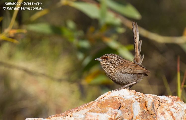 Kalkadoon grasswren Kalkadoon Grasswren Amytornis ballarae Barraimaging