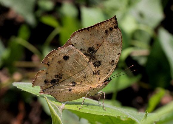 Kallima Butterflies of India Kallima inachus