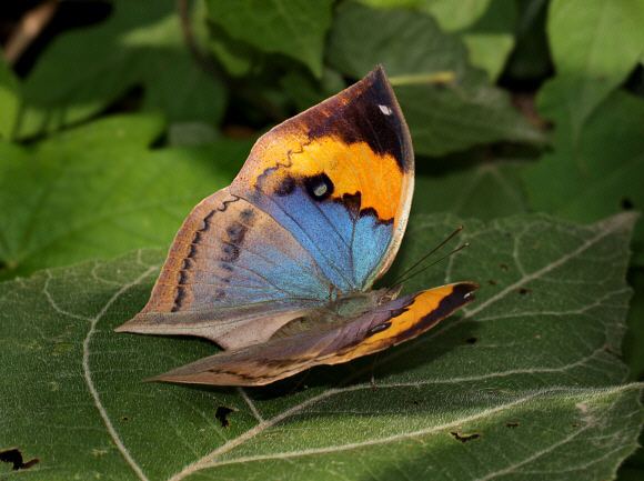 Kallima Butterflies of India Kallima inachus