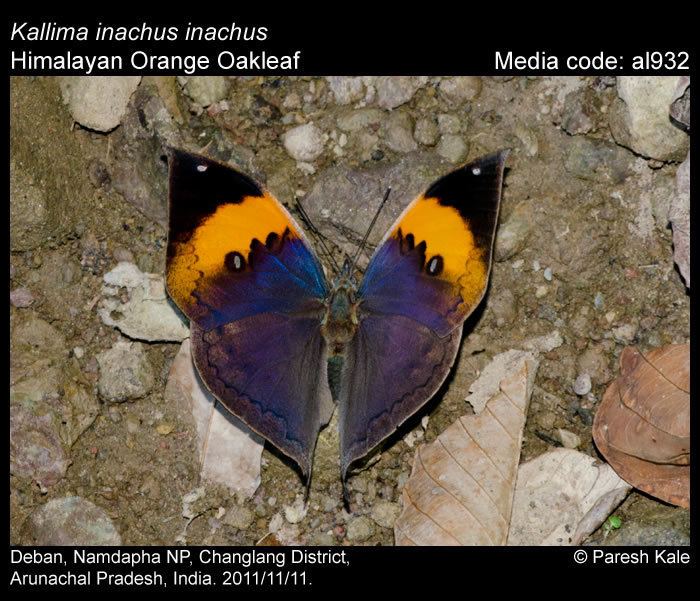 Kallima inachus Kallima inachus Orange Oakleaf Butterflies of India