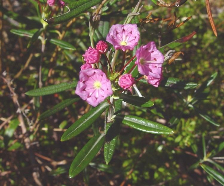 Kalmia polifolia Kalmia polifolia bog Americanlaurel bog laurel Go Botany