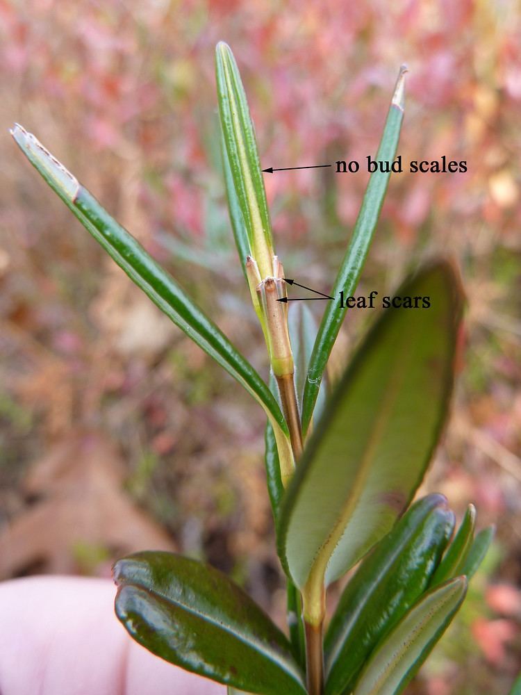 Kalmia polifolia Kalmia polifolia bog Americanlaurel bog laurel Go Botany