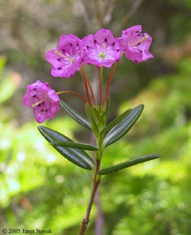 Kalmia polifolia httpswwwctbotanicalsocietyorgimgpicskka