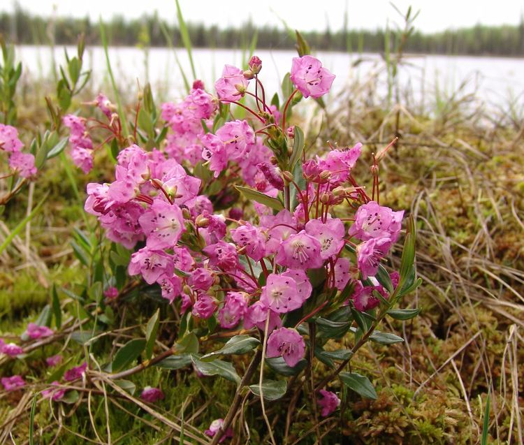 Kalmia polifolia Kalmia polifolia