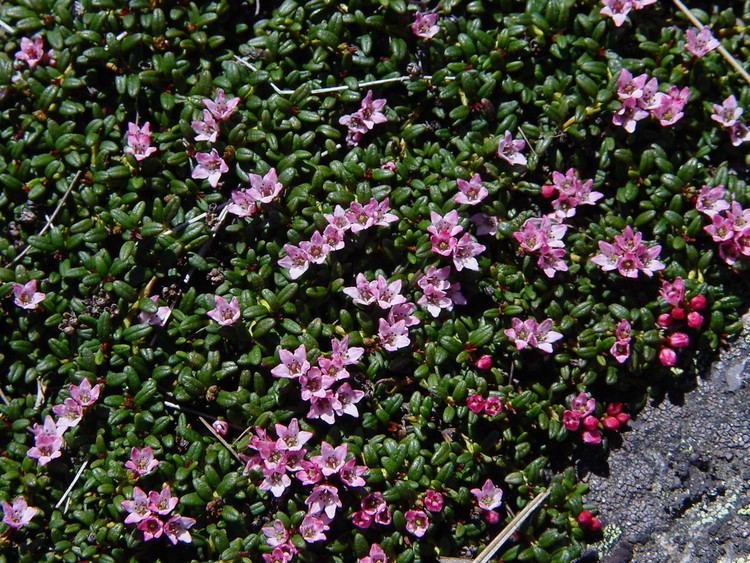 Kalmia procumbens Kalmia procumbens Alpineazalea Go Botany