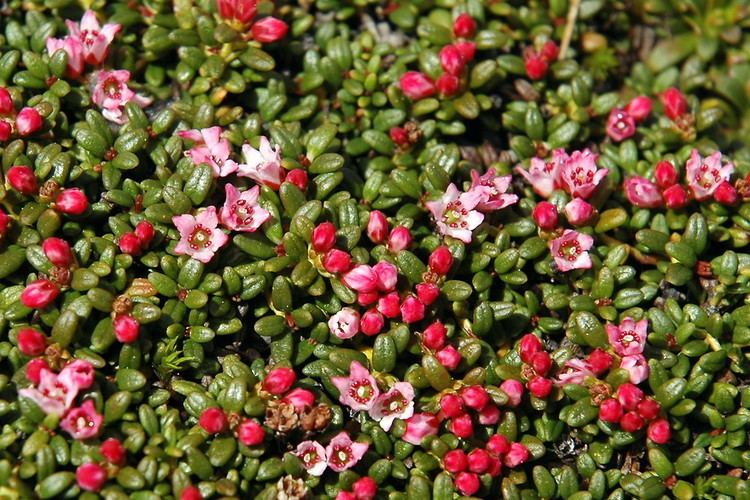 Kalmia procumbens Kalmia procumbens Alpineazalea Go Botany