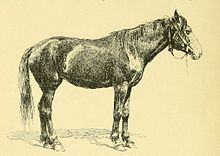 Kalmyk horse httpsuploadwikimediaorgwikipediacommonsthu