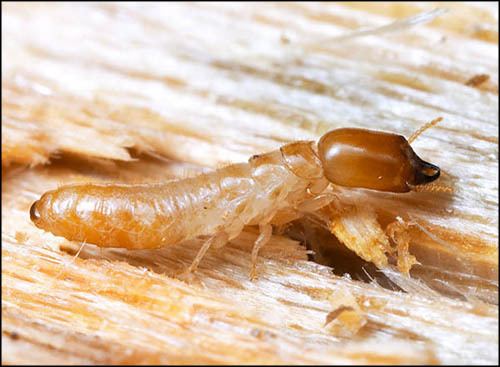 Kalotermitidae Kalotermitidae Drywood amp Dampwood Termites