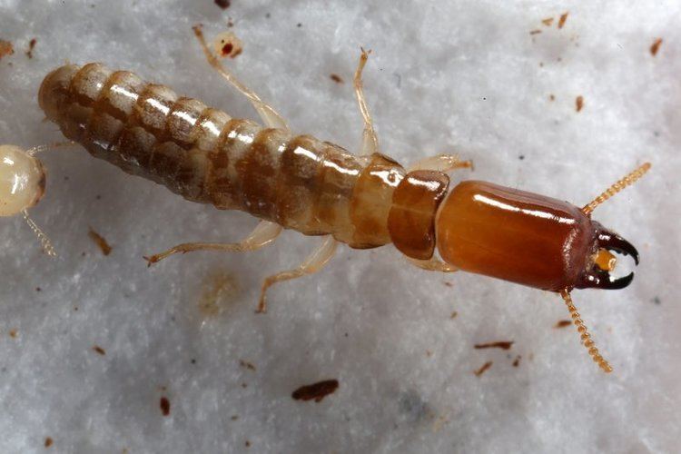 Kalotermitidae Termites Mgr Jan obotnk PhD
