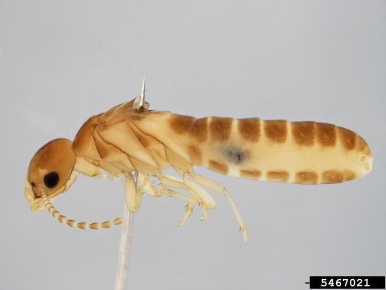 Kalotermitidae IndoMalaysian drywood termite Cryptotermes cynocephalus Isoptera