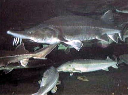 Kaluga (fish) Kaluga fish Wikipedia