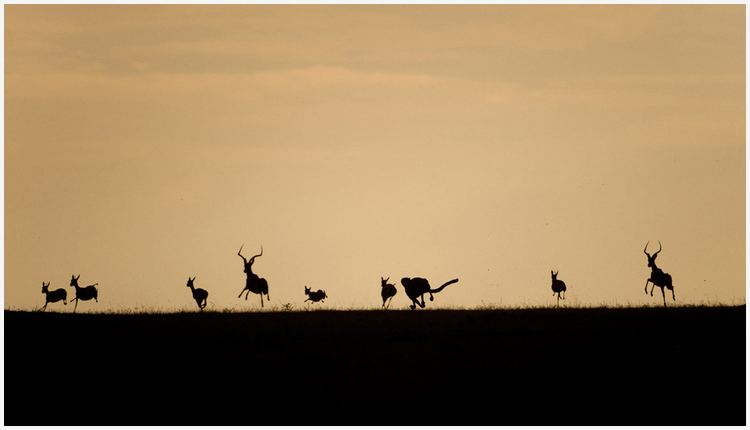 Kalyan Varma Kalyan Varma Wildlife photographer amp filmmaker