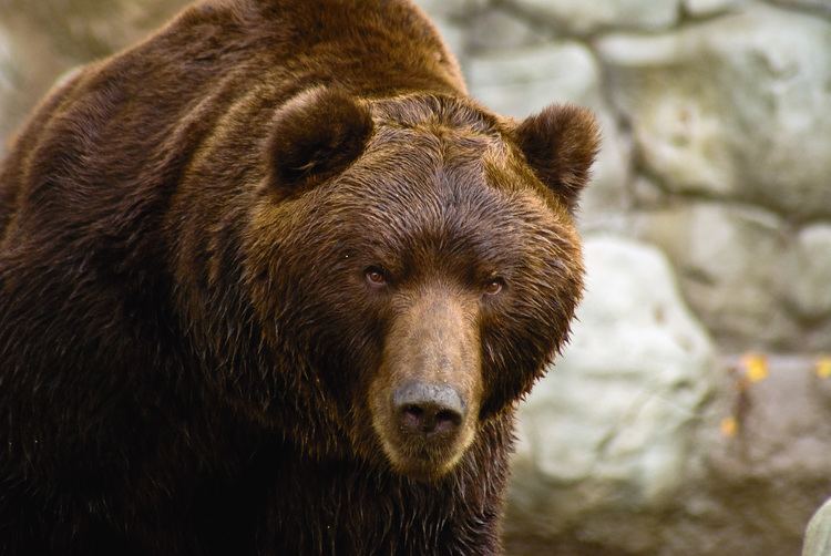 Kamchatka brown bear Kamchatka Brown Bear Bear Paradise