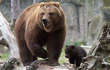 Kamchatka brown bear Kamchatka brown bear Wikipedia