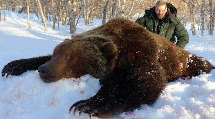 Kamchatka brown bear Kamchatka Brown Bear Link39s Wild Safaris