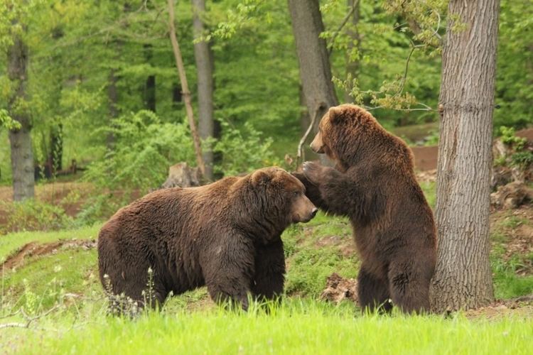 Kamchatka brown bear Kamchatka Brown Bear Zoo Brno