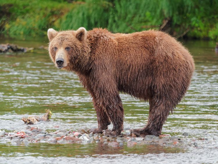 Kamchatka brown bear httpsuploadwikimediaorgwikipediacommonsthu