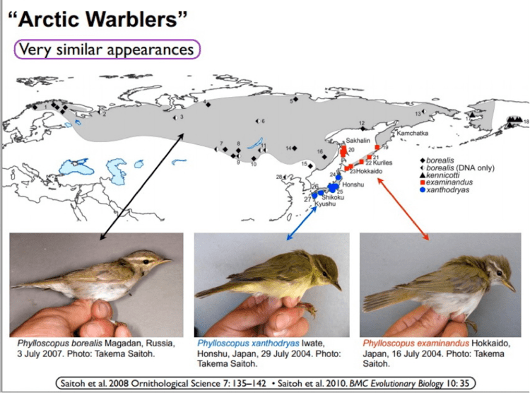 Kamchatka leaf warbler Ask The Experts The Arctic Warbler Splits eBON