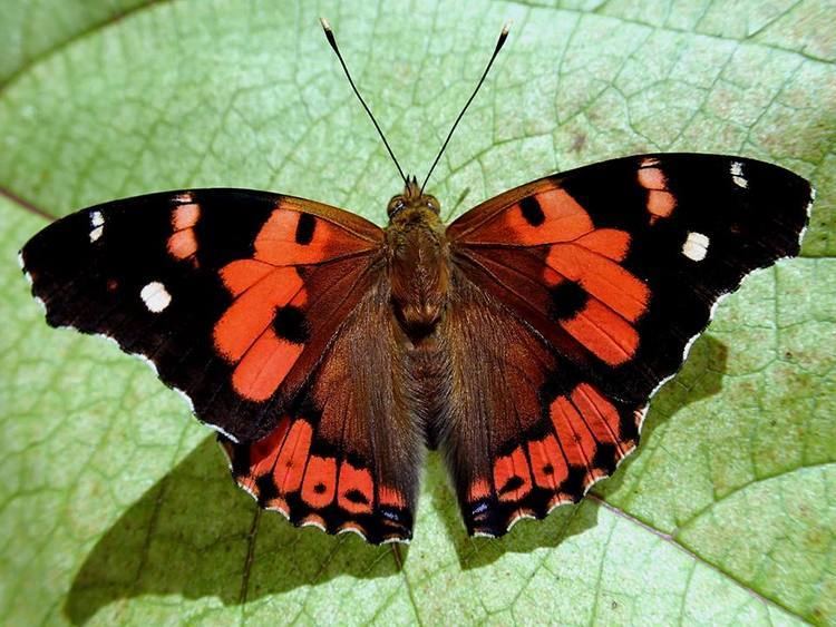Kamehameha butterfly KbutterflyUHjpg