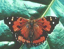 Kamehameha butterfly httpsuploadwikimediaorgwikipediacommonsthu