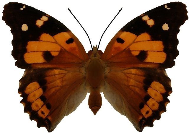 Kamehameha butterfly Pulelehua Project