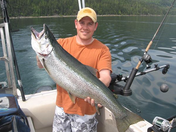 Kamloops rainbow trout wwwkootenaykingfishercomimagesgalleryklimg01jpg