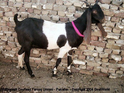 Kamori Goats By Breed Kamori GOATWORLDCOM