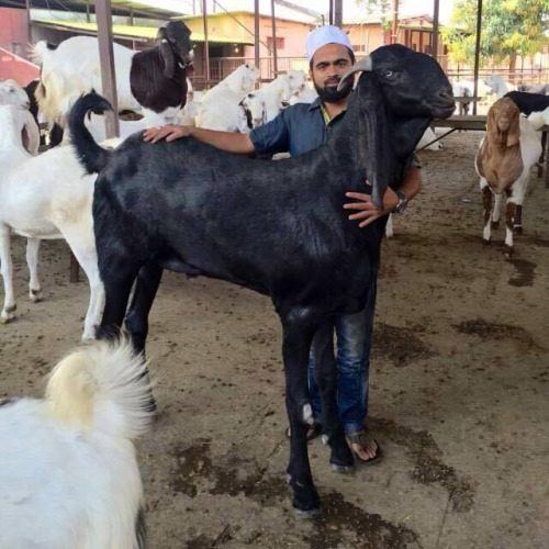 Kamori Kamori Goats and importing from PakistanHELP