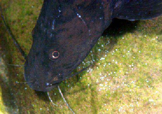 Kampango Kampango African catfish takes parental devotion to extremes