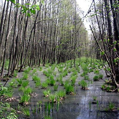 Kampinos Forest httpsuploadwikimediaorgwikipediacommons00