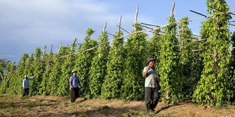 Kampot (pepper) Kampot pepper Farmlink Ltd