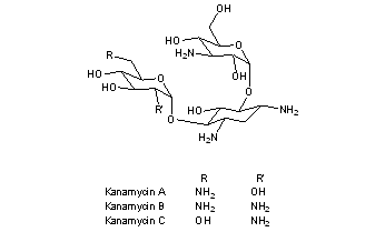 Kanamycin A Kanamycin