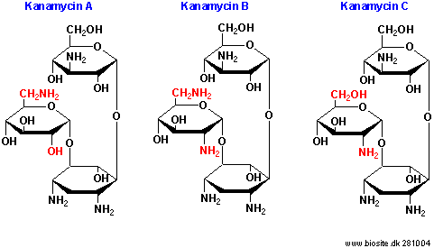 Kanamycin A Kanamycin kanamyciner