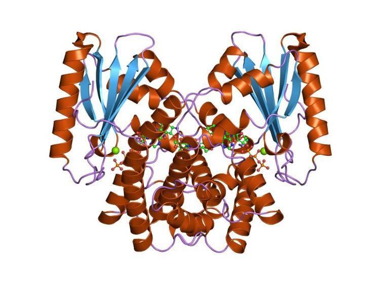 Kanamycin nucleotidyltransferase