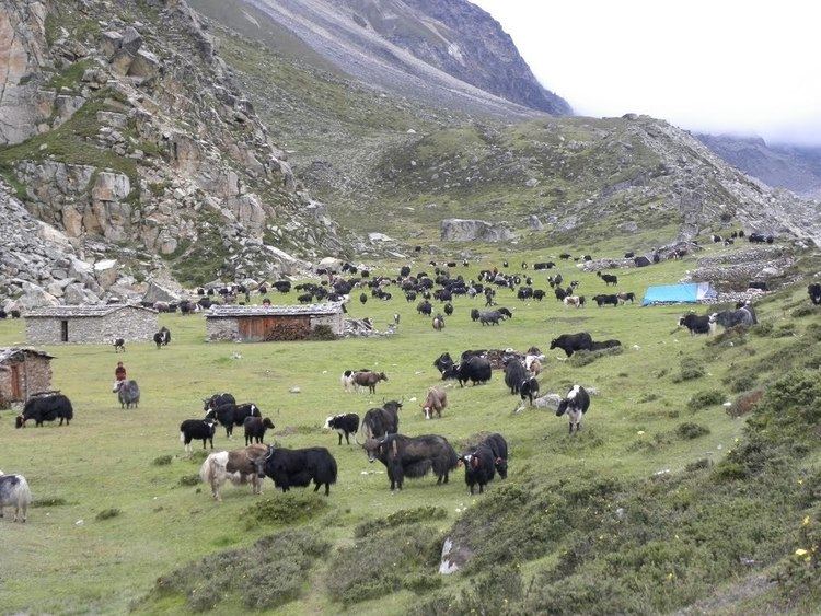 Kanchenjunga Conservation Area Panoramio Photo of Cattle grazing in Lhonak Kanchenjunga