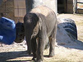 Kandula (elephant) httpsuploadwikimediaorgwikipediacommonsthu