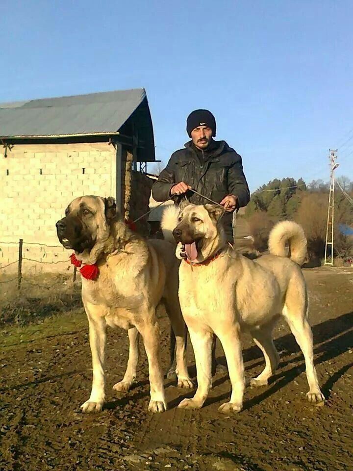Kangal dogs with a man wearing a black bonnet.