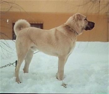 Kangal dog in the snow.