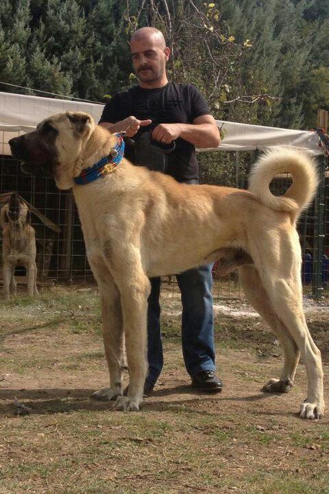 Kangal dog with a man wearing a black shirt.