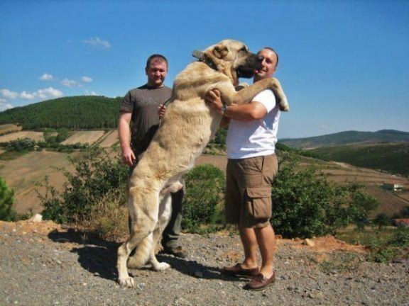 Kangal dog hugging a man wearing a white shirt with a man at the back.
