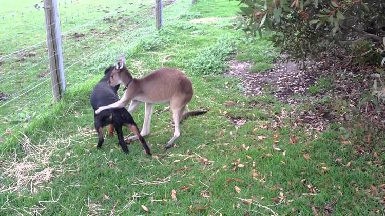Kangaroo Dog Kangaroo and Dog showing their love for each other Amazing YouTube