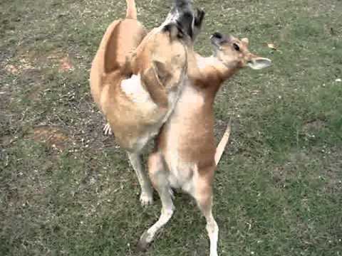 Kangaroo Dog Kangaroo and dogAussie mates YouTube