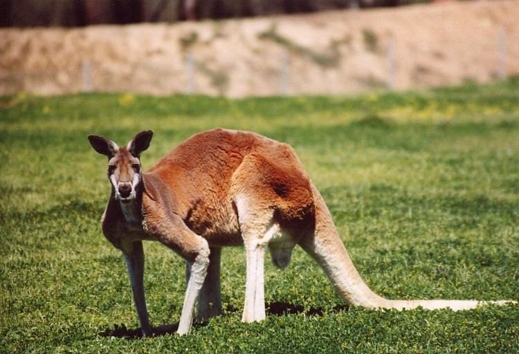 Kangaroo industry