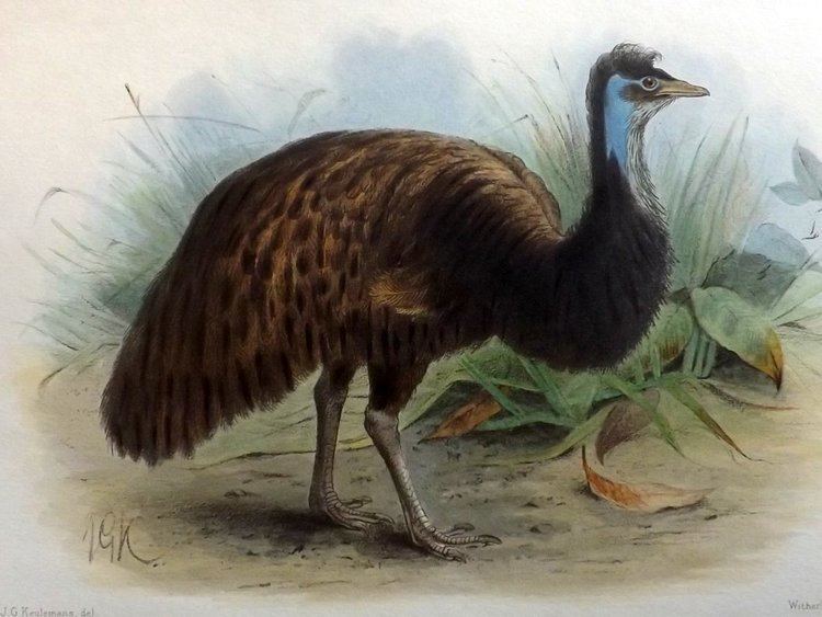Kangaroo Island emu Snowplow 81 Kangaroo Island Emu released Snowplow