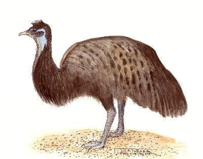 Kangaroo Island emu Kangaroo Island Emu Kangaroo Island Emu was native to Kangaroo