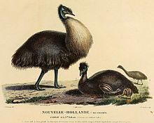 Kangaroo Island emu httpsuploadwikimediaorgwikipediacommonsthu