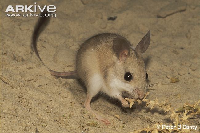 Kangaroo mouse Kangaroo Mouse photogram